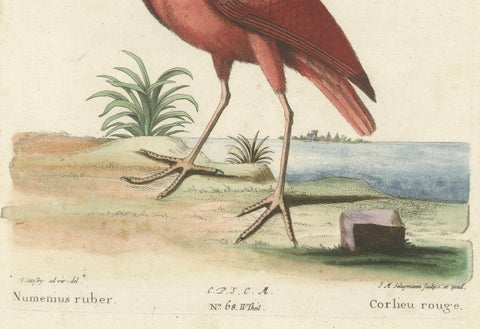 Hand-Colored Engraving of the Red Curlew by Johann Michael Seligmann, ca.1770, close-up 1
