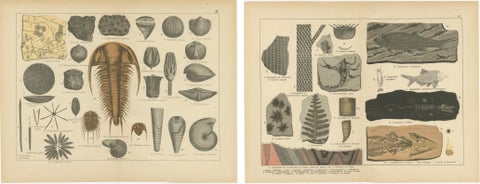 Decorative Antique Fossil Prints, Trilobites, Crinoids & Coal Measures, 1880, view 4
