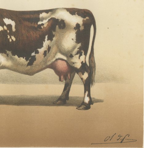 Normandy Cow, French Cattle Breed, Antique Chromolithograph by Borie, 1863, close-up 3