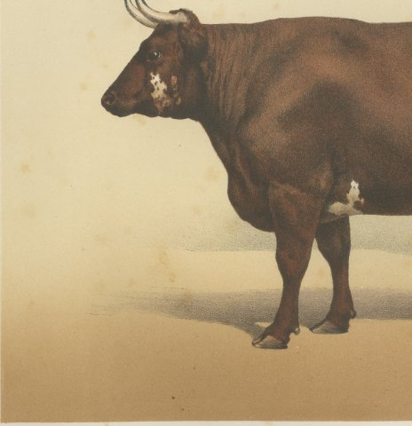 Flemish Ox, French Cattle Breed, Antique Chromolithograph by Borie, 1863, close-up 2
