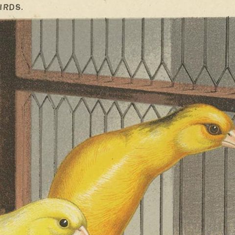 Antique Bird Print of the Scotch Fancy Canaries, circa 1880, close-up 1