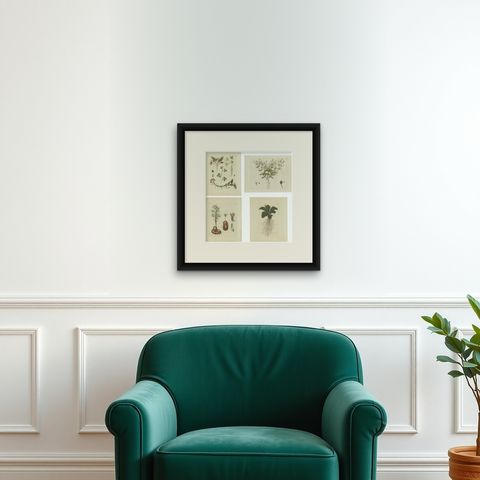 Set of 4 Antique Prints of Various Plants by Jacquin, 'c.1790', shown framed on a wall