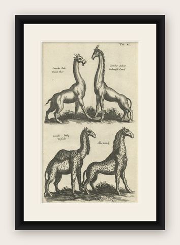 Rare Antique Print of Various Animals, Camelus Iudi, Camelus Indicus Etc, 1657, shown framed