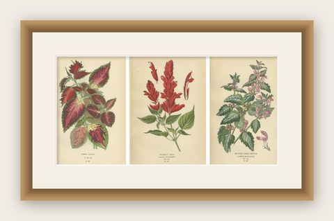 1897 Botanical Prints, Hybrid Coleus, Scarlet Sage, and Spotted Dead Nettle, shown framed