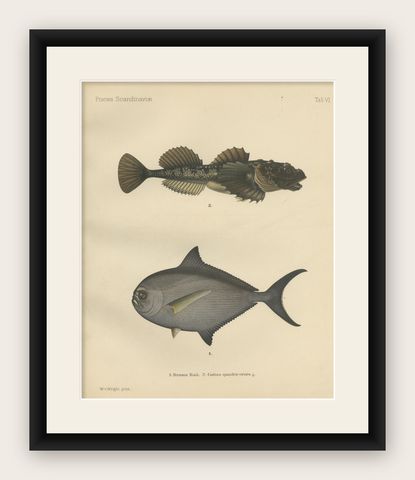 Ray’s Bream and Fourhorn Sculpin - Rare Scandinavian Fish Lithograph, 1895, shown framed