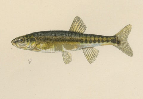 Rudd and Minnow - Elegant Freshwater Fish Lithograph from Scandinavia, 1895, close-up 1