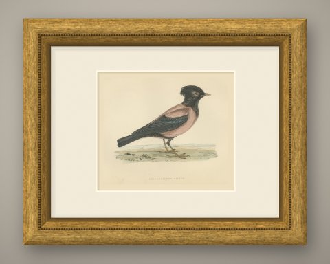 Rose Colored Pastor or Rosy Starling, Antique Hand Colored Print, 1896, shown framed