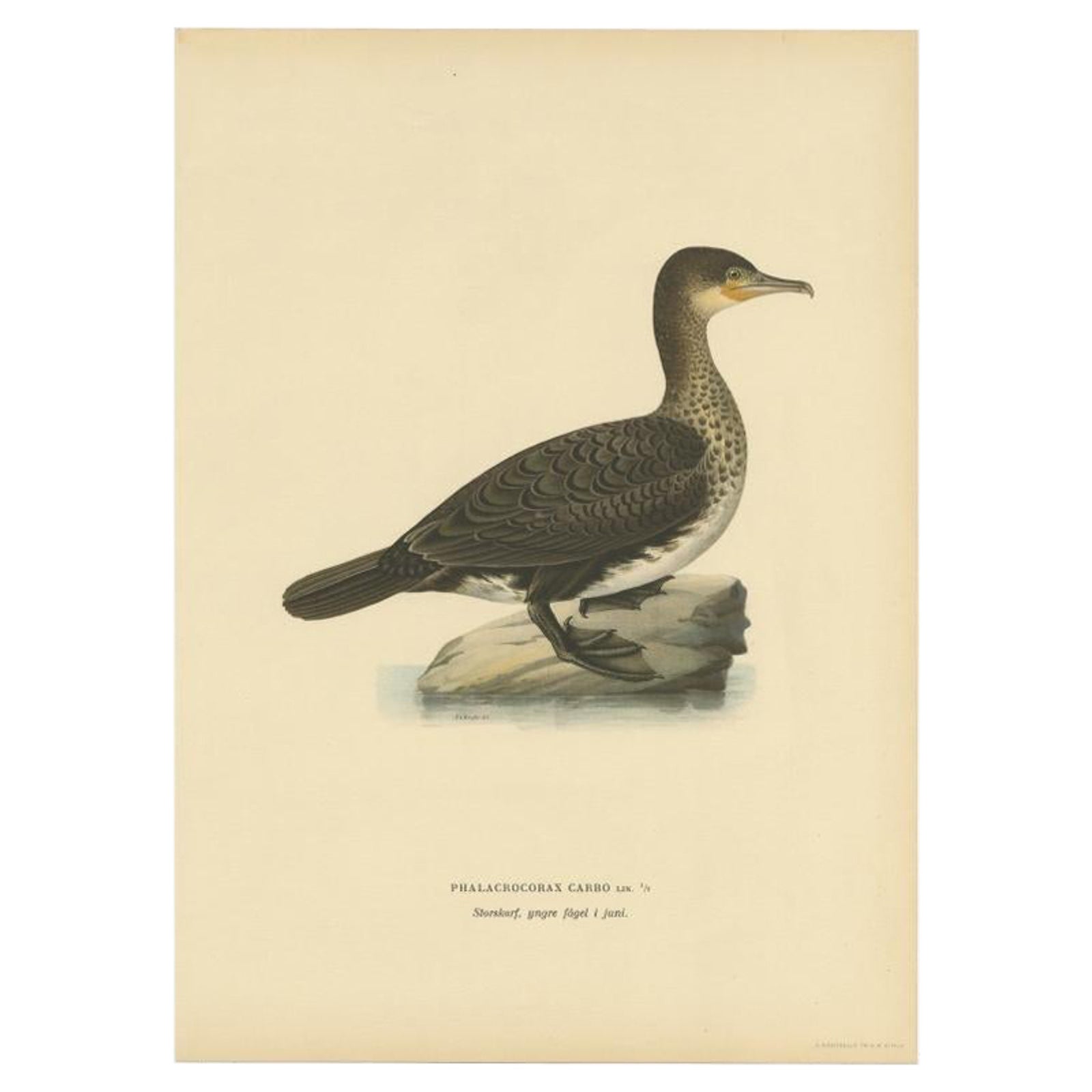 Antique Bird Print of a Young Great Cormorant by Von Wright, 1929