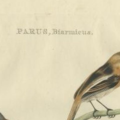 Antique Bird Print of The Reedling by Sepp & Nozeman, 1770, close-up 1