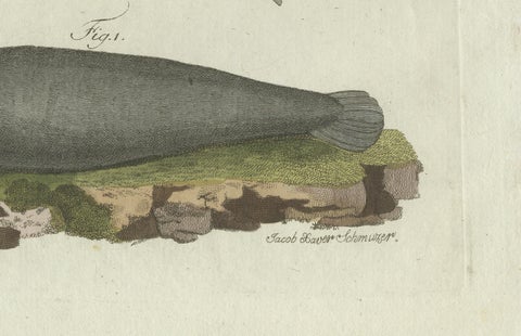 Original Antique Print of Seals, Sea Lion and Manatee by Bertuch, 1790, close-up 6