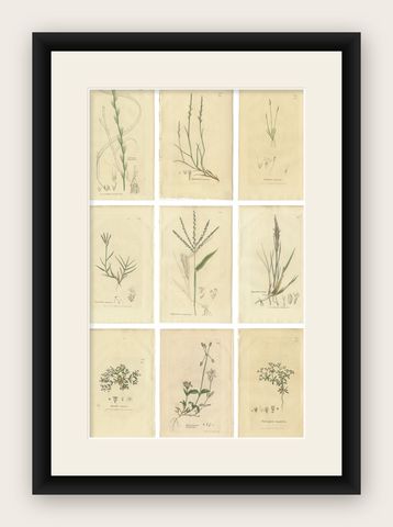 Set of 9 Antique Botanical Engravings of Grasses & Wildflowers, c.1830, shown framed