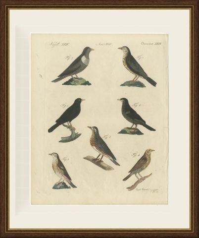 Thrushes, Blackbird and Ring Ouzel, Antique Bertuch Print, Vienna, circa 1805, shown framed