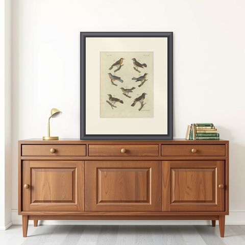 Original Antique Print of Seven Robins, Bluethroats and Yellowthroats, 1796, shown framed on a wall