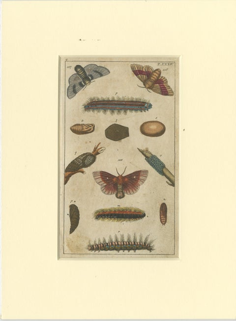 Set of 6 Antique Butterfly Prints Also Showing Caterpillars and Pupae, 1810, view 7