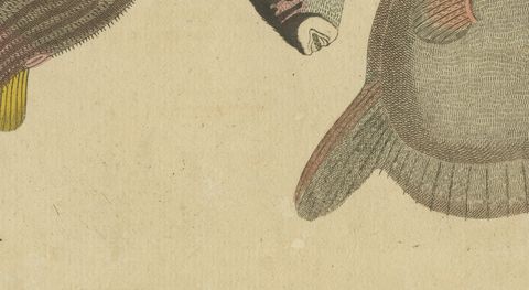 Pufferfish, Porcupinefish and Ocean Sunfish, Antique Bertuch Print, circa 1805, close-up 2