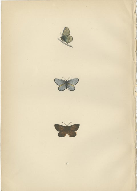 Chromatic Splendor: The Copper, Argus, and Blue of Morris's 1890 Lepidoptera, view 4