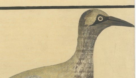 Antique Hand-Colored Engraving of The Island Goose by Eleazar Albin, circa 1730, close-up 3