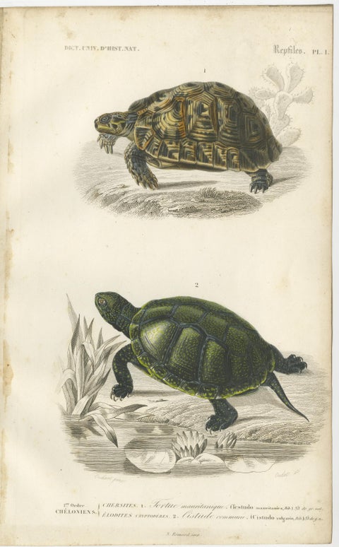 Set of 2 Original Antique Prints of Turtles, view 2