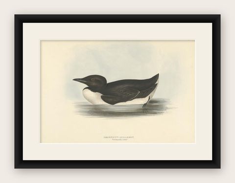 Brunnich’s Guillemot, Antique Bird Lithograph by John Gould, c.1832, shown framed