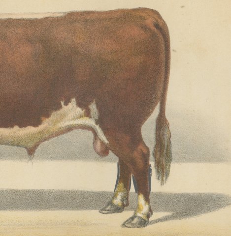 Hereford Bull, British Cattle Chromolithograph from Animaux de la Ferme, 1863, close-up 3