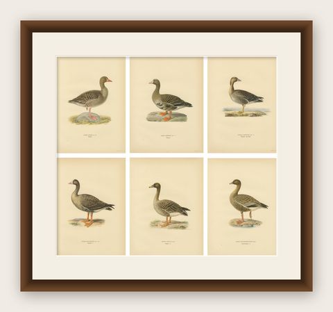 Vintage Scandinavian Ornithology Lithographs, Geese of Northern Europe, 1929, shown framed