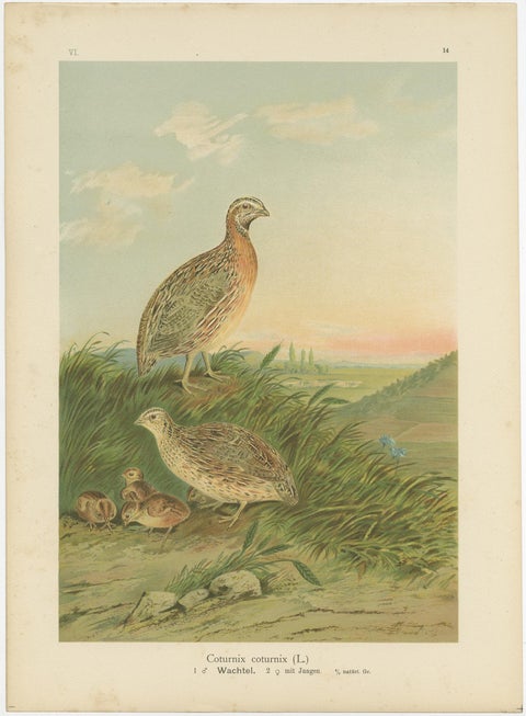 Antique Chromolithographs of Quail, Grouse & Partridge, 19th Century Bird Print, view 2