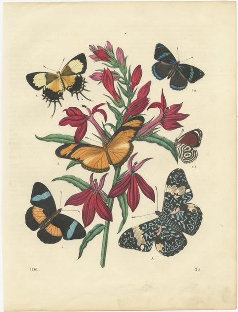 1861 Hand-Colored Lithograph of Butterflies and Botanical Flowers, view 2