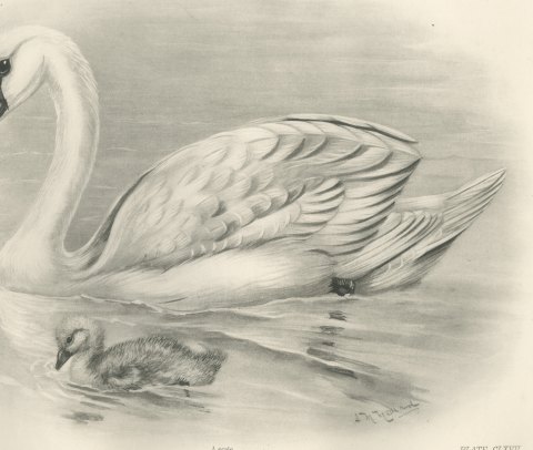 Mute Swan with Downy Cygnet, Plate CLXVII after Lilian Medland, c. 1909, close-up 1