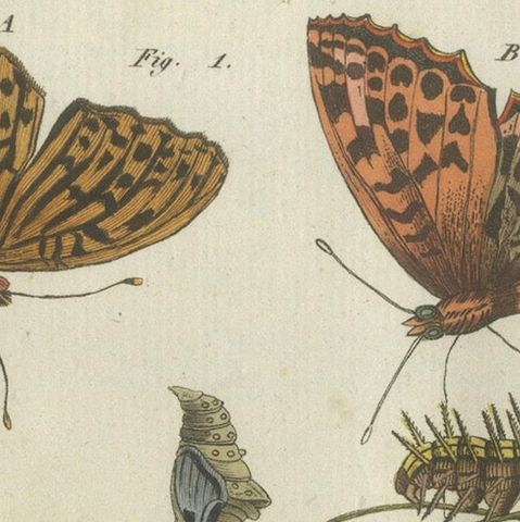 Silver-Washed Fritillary, Large Blue, Brown Hairstreak, Copper Butterflies, 1805, close-up 4