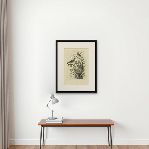 Antique Bird Print of the Common Reed Bunting by Sepp & Nozeman, 1770, shown framed on a wall
