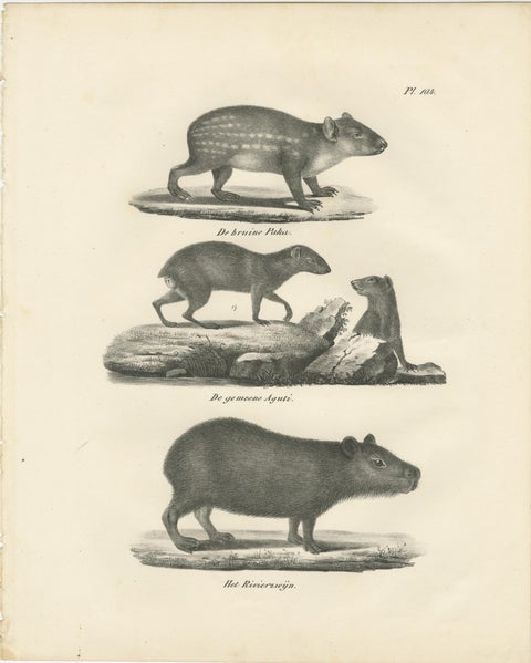Antique Porcupine, Agouti & Tapir Lithographs, Brodtmann after Schinz c.1830, view 4