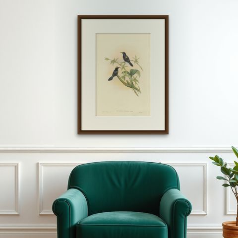 Antique Bird Print of the Copper-Throated Sunbird by Gould 'circa 1850', shown framed on a wall