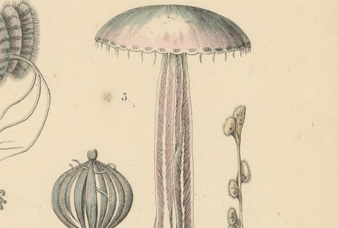 Corals & Jellyfish Print: Medusa, Anemone, Corals, Ctenophores, Antique 1867, close-up 1