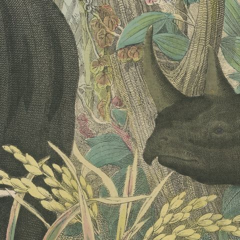 Antique Elephant and Rhinoceros Print with Tapir, Kolb Mammals, circa 1890, close-up 5