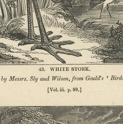 Old Antique Print of a White Stork and Newfoundlander Dog, 1835, close-up 2