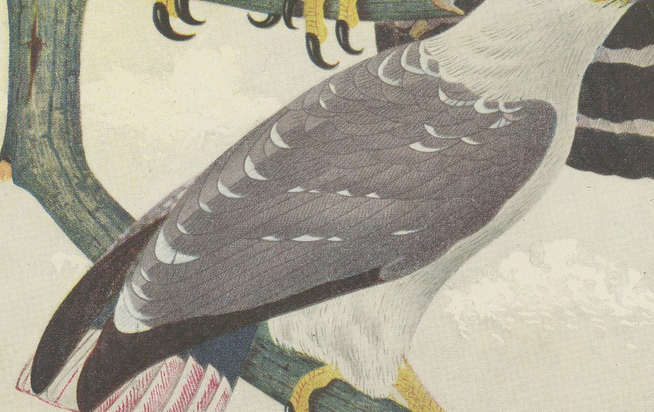 Ornate and Black-and-White Hawk-Eagles, Brazilian Bird Print, Descourtilz, 1944, view 5