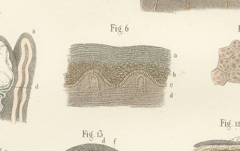 The Skin, Nail and Hair Follicle, Antique Hirschfeld Anatomy Print, 1866, view 7