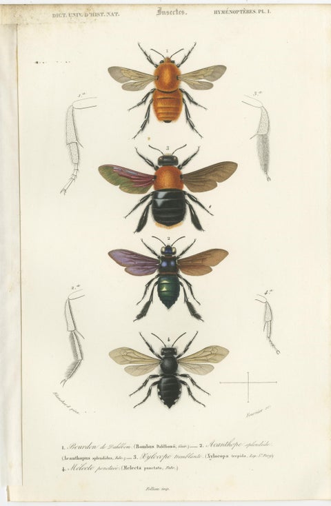 Set of Five Antique Prints of Flies and Hymenoptera Insects, 1861, view 2