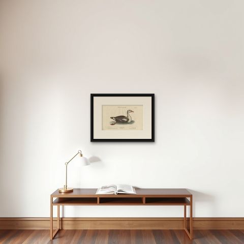 Hand-Colored Engraving of the Duck with a Grey Head by Johann Seligmann, ca.1770, shown framed on a wall