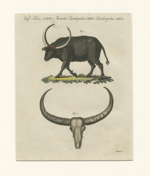 Antique Wild Buffalo & Long Horns Engraving, Bertuch, c. 1810, close-up 1