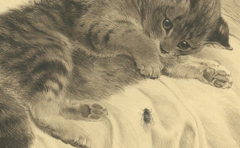 Charming Kitten Etching by Kurt Meyer-Eberhardt, Estate Edition 1977, close-up 4