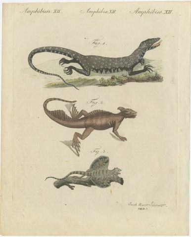 Monitor, Basilisk and Flying Dragon, Antique Bertuch Print, Vienna, circa 1805, view 2