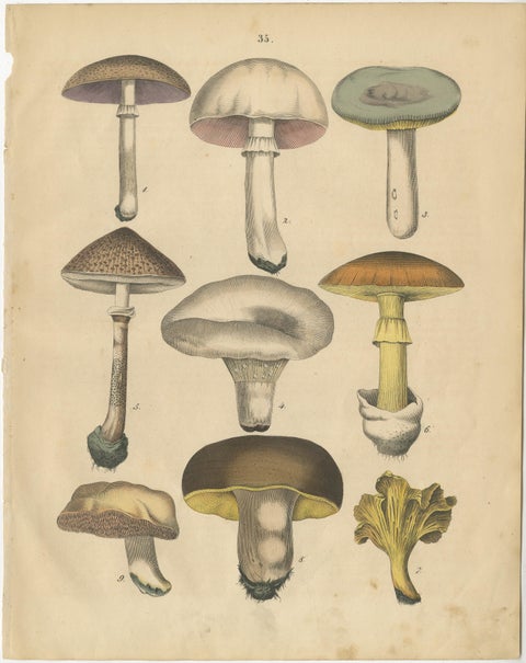 Antique Herbs and Mushrooms Botanical Prints, Natural History Set, 1852, view 3