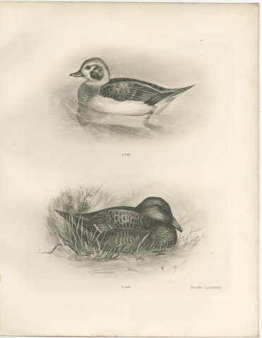 Female Long-tailed Duck and Female Eider after Lilian Medland, c. 1909, view 2