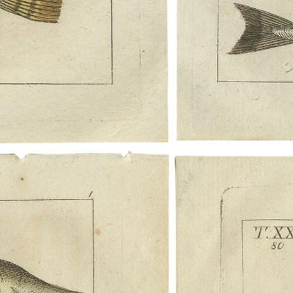 Set of 4 Antique Fish Prints - Remora - Dragonet - Star Gazer, close-up 2