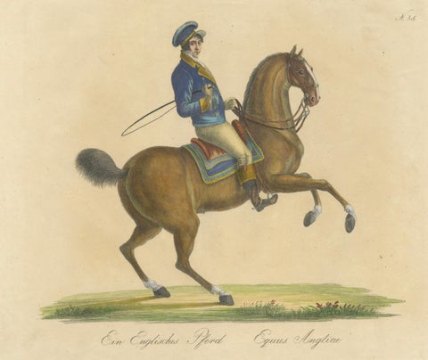 Regency English Horse Lithograph by Brodtmann, Equus Angliae, 1816, close-up 2