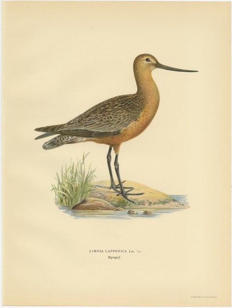 Antique Bird Print of the Bar-Tailed Godwit by Von Wright, 1929, view 3