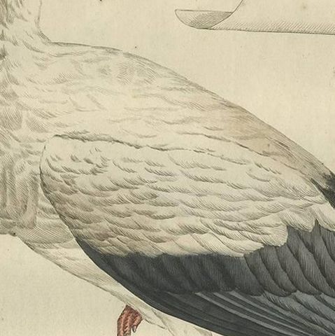 White Stork, Large 18th Century Ornithology Print by Sepp & Nozeman, 1789, close-up 1