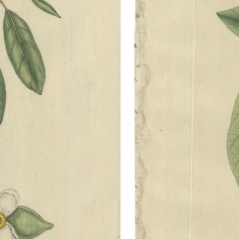 Flying Squirrel & Blue-Tail Lizard, Catesby Natural History c.1771, close-up 2