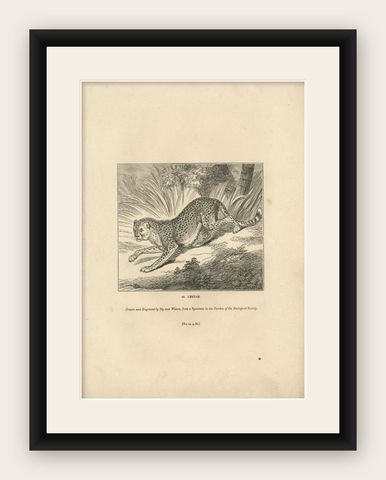 Antique Print of a Cheetah, 1835, shown framed